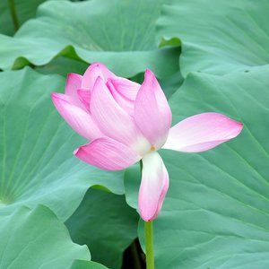 Meet your Posher, Daniela